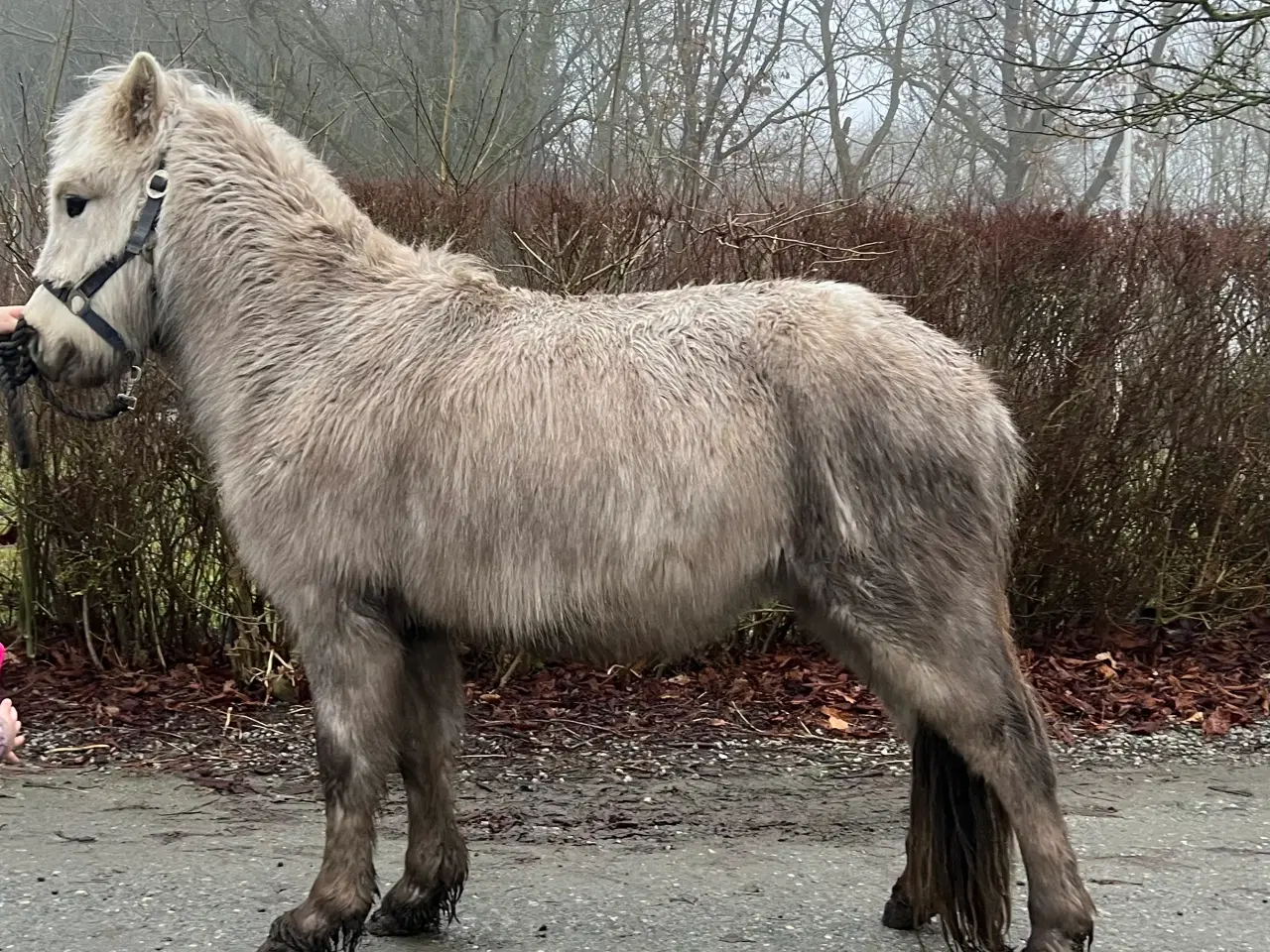 Billede 2 - Lækker hingst føl