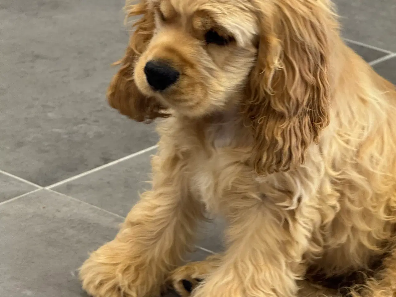 Billede 21 - Rejseklar 🧳 Skønne Amerikanske Cockerspaniel 
