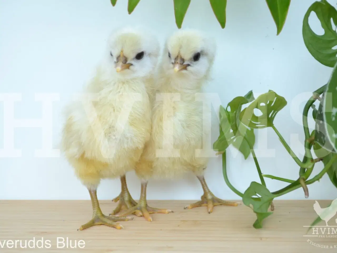 Billede 4 - Bestil DAGGAMLE kyllinger, rene racer & blandinger