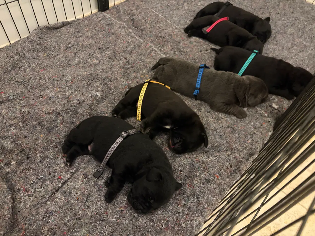 Billede 1 - Staff / Cane Corso/ labrador 