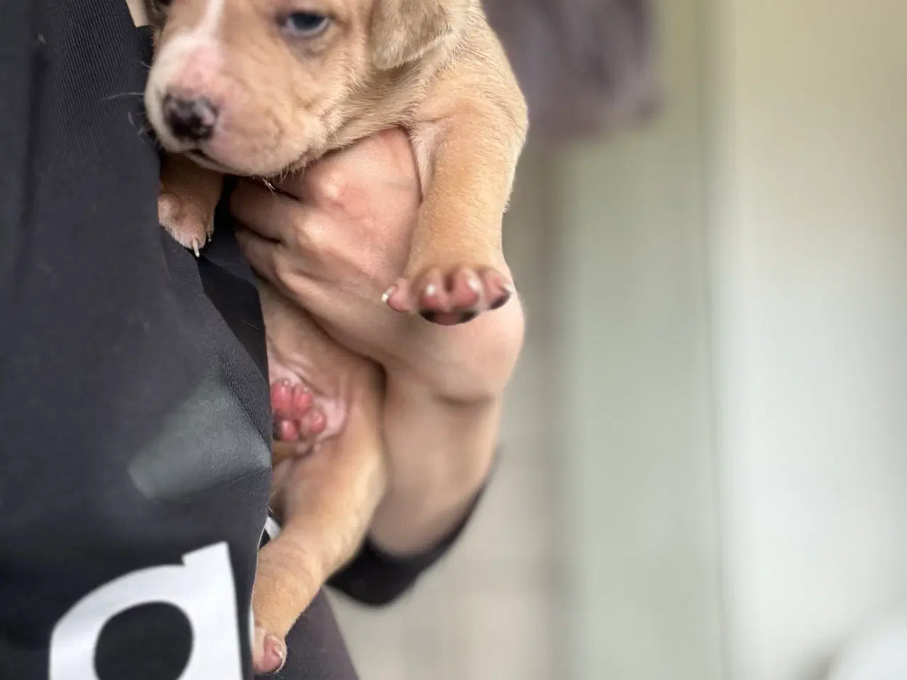 Billede 5 - American Bully XL
