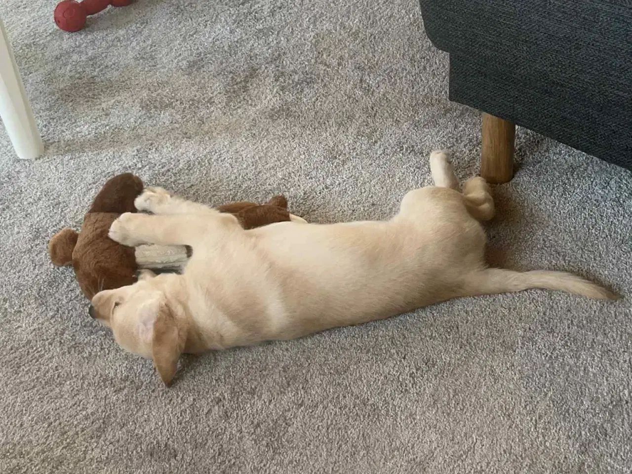 Billede 7 - Labradoodle