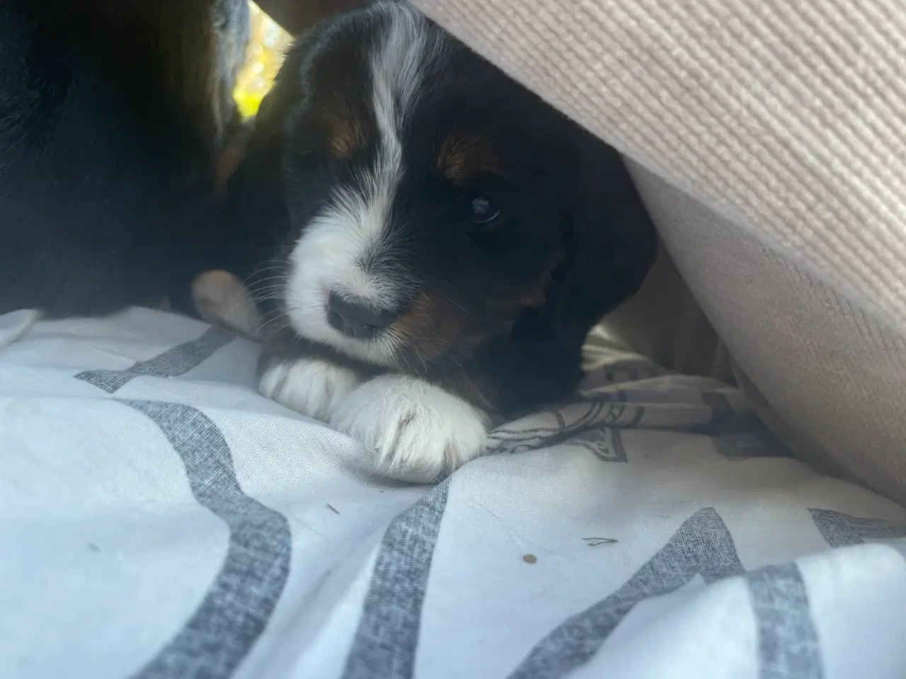 Billede 2 - Cavelier blanding 