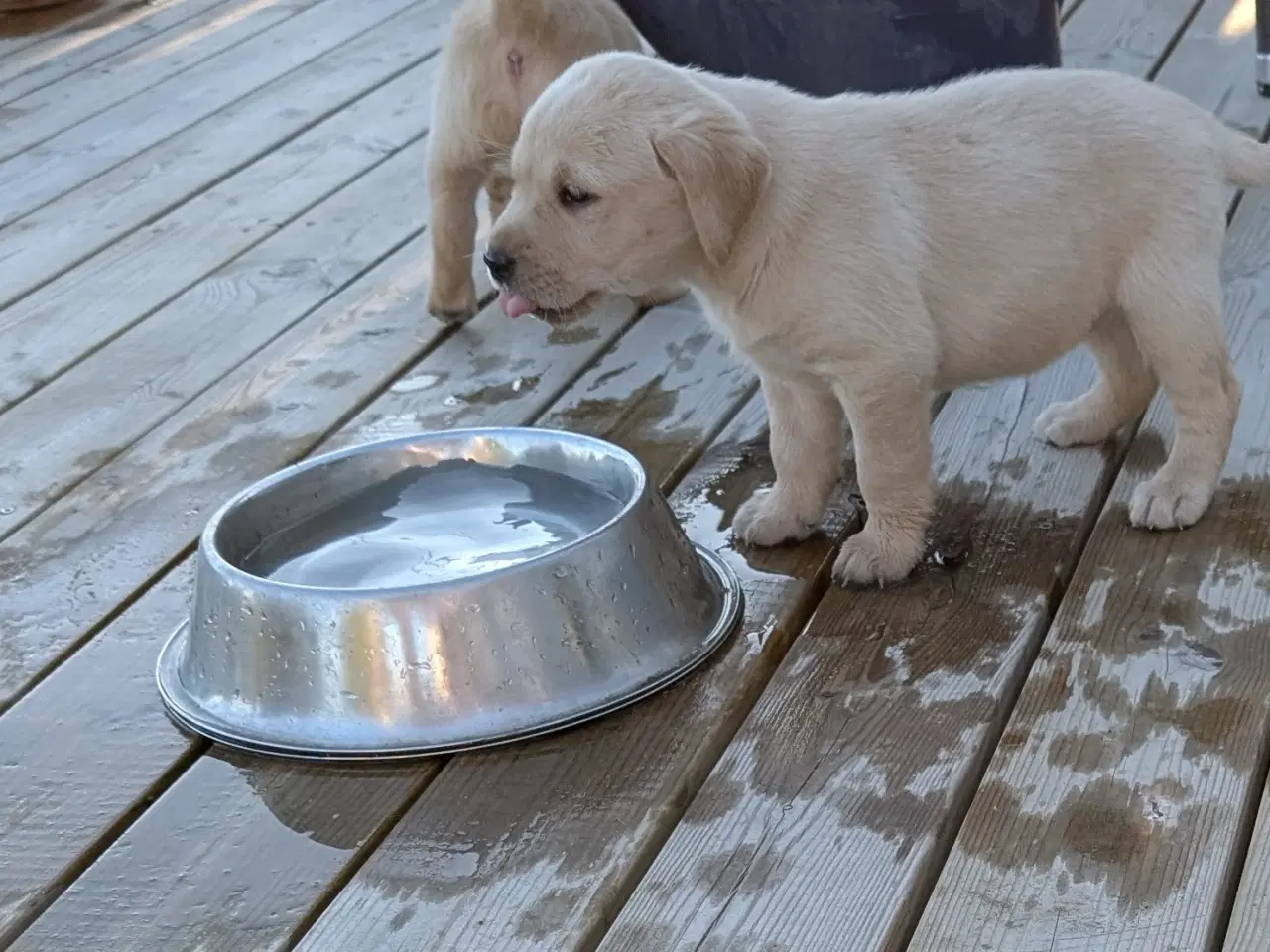 Billede 5 - Gl.dags labrador hvalpe 