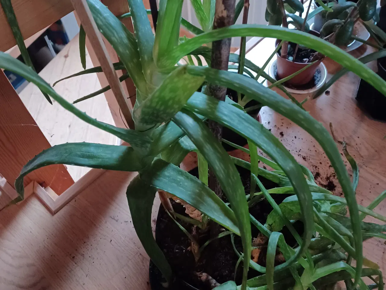 Billede 5 - Aloe Vera potteplanter