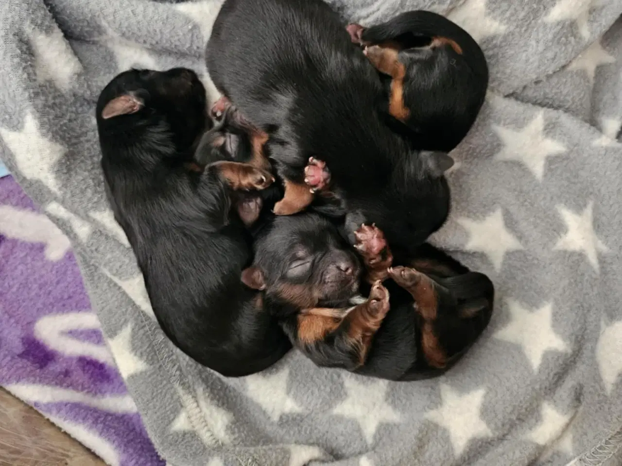 Billede 3 - 4 skønne Yorkshire Terrier hvalpe sælges 