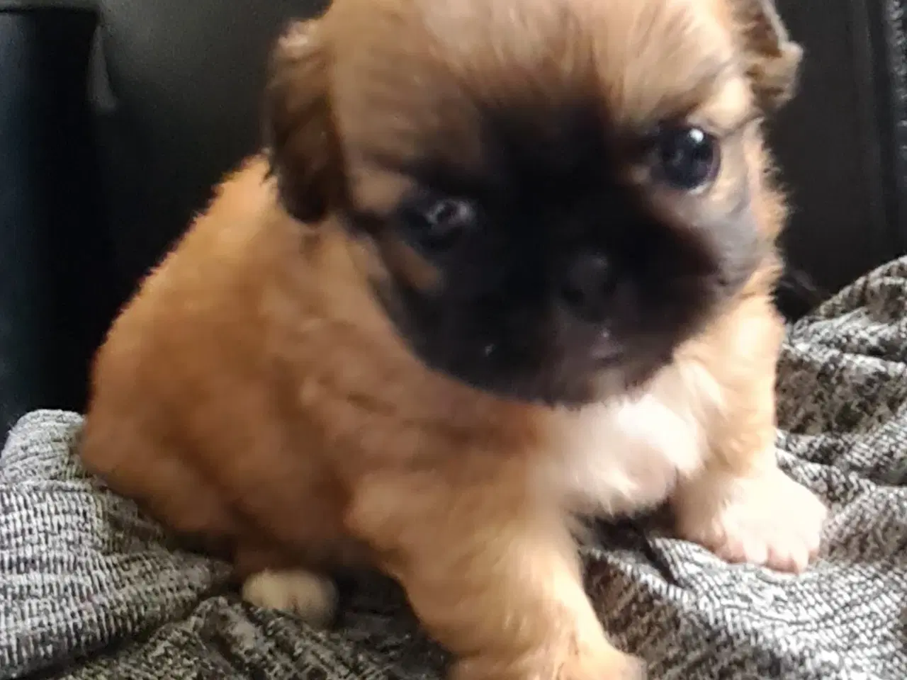 Billede 9 - Pekingeser piger