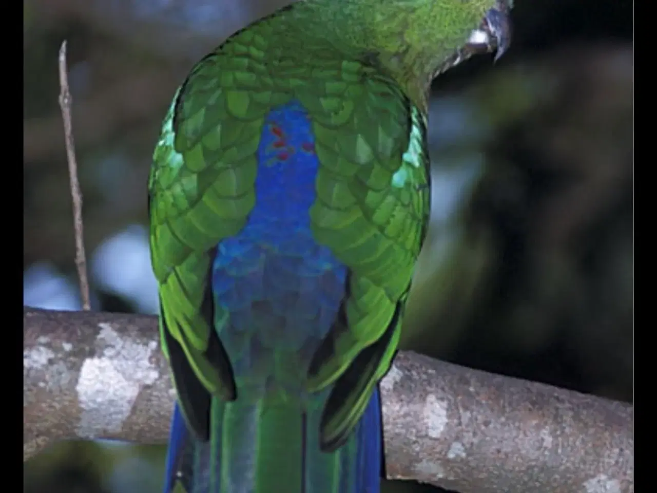 Billede 1 - Konge parakit