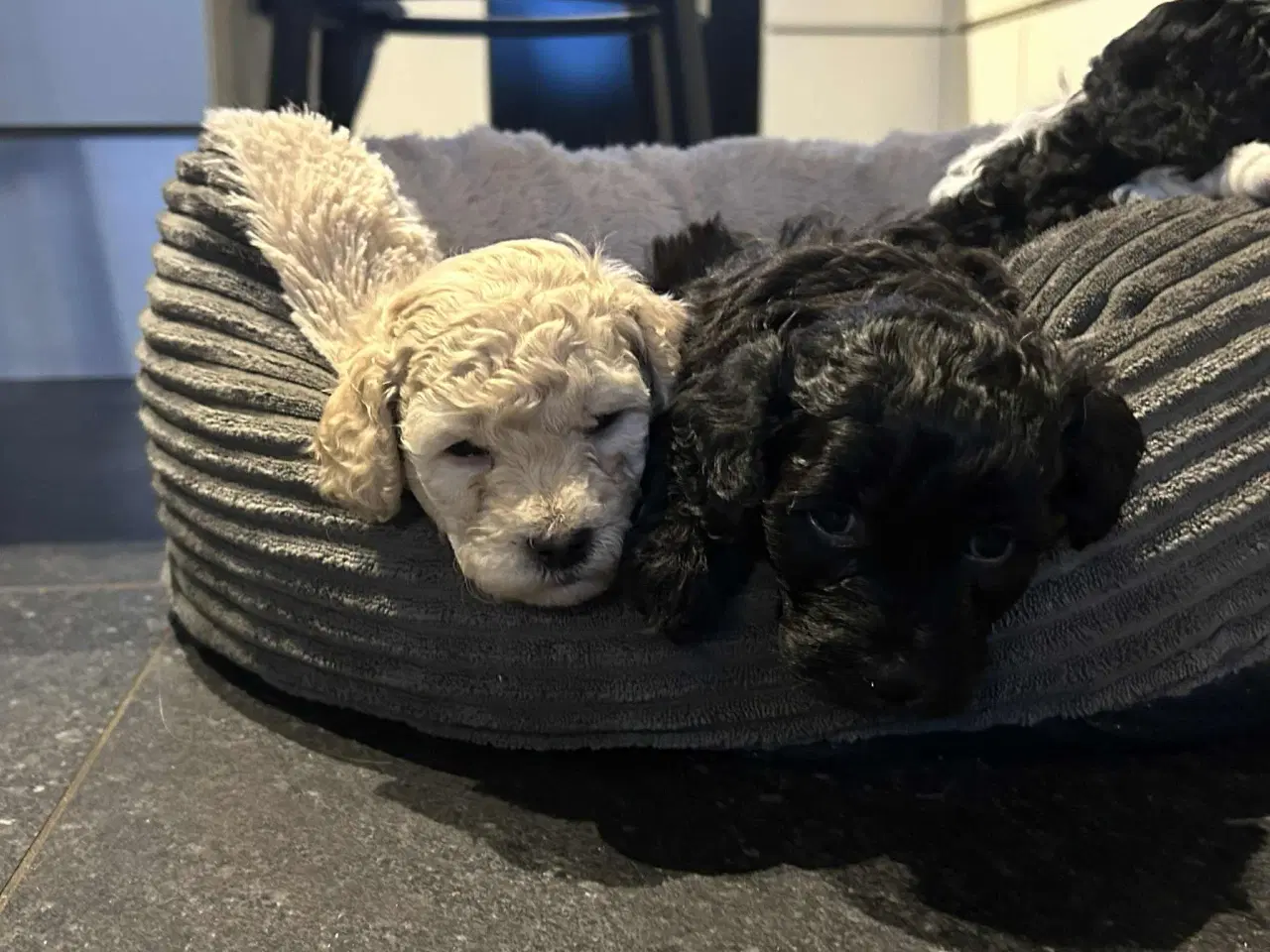 Billede 2 - Havapoo hvalpe