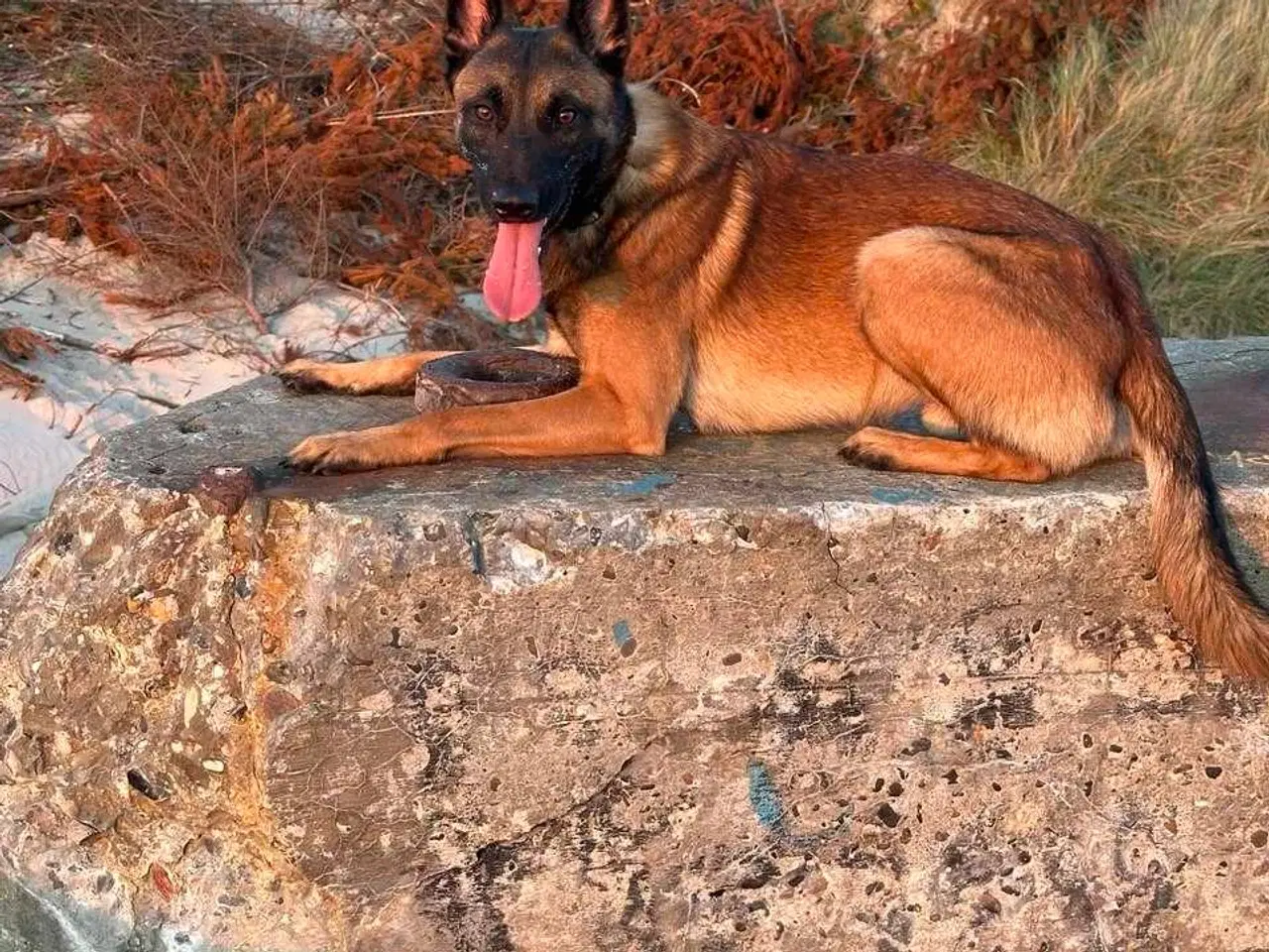 Billede 2 - Malinois modtages til erfaren hjem 👇🏻