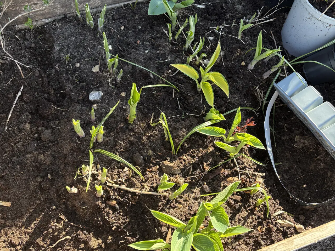Billede 3 - Hosta og frø. 