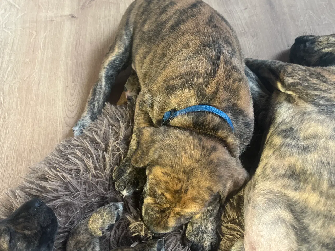 Billede 2 - Staffordshire bullterrier blandinger