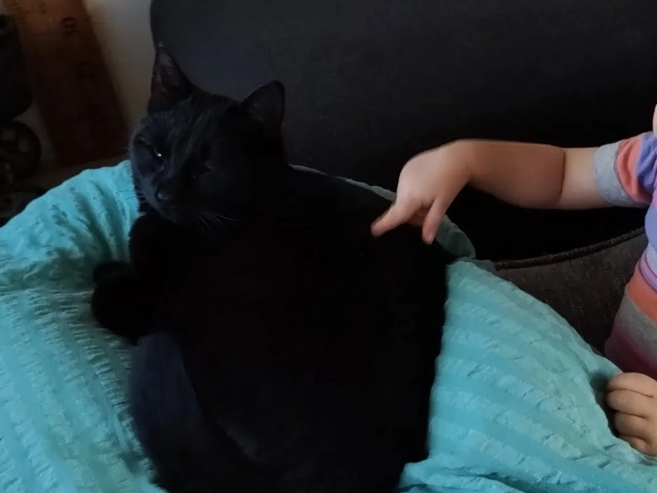 Billede 6 - Sød og nem nussemis 