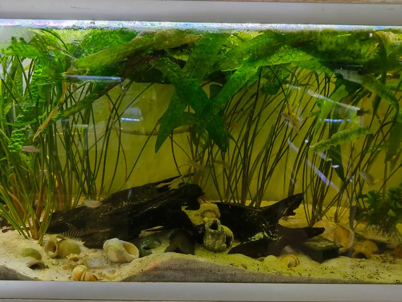 Billede 5 - Neolamprologus Multifasciatus cichlider