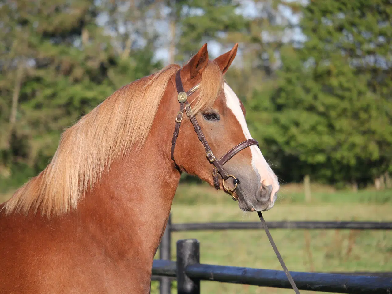 Billede 5 - Kat 1 Welsh cob hoppe - 4 år - Klar til tilridning