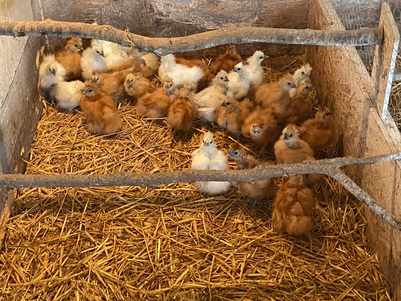 Billede 5 - Dværg silkehøns og kyllinger
