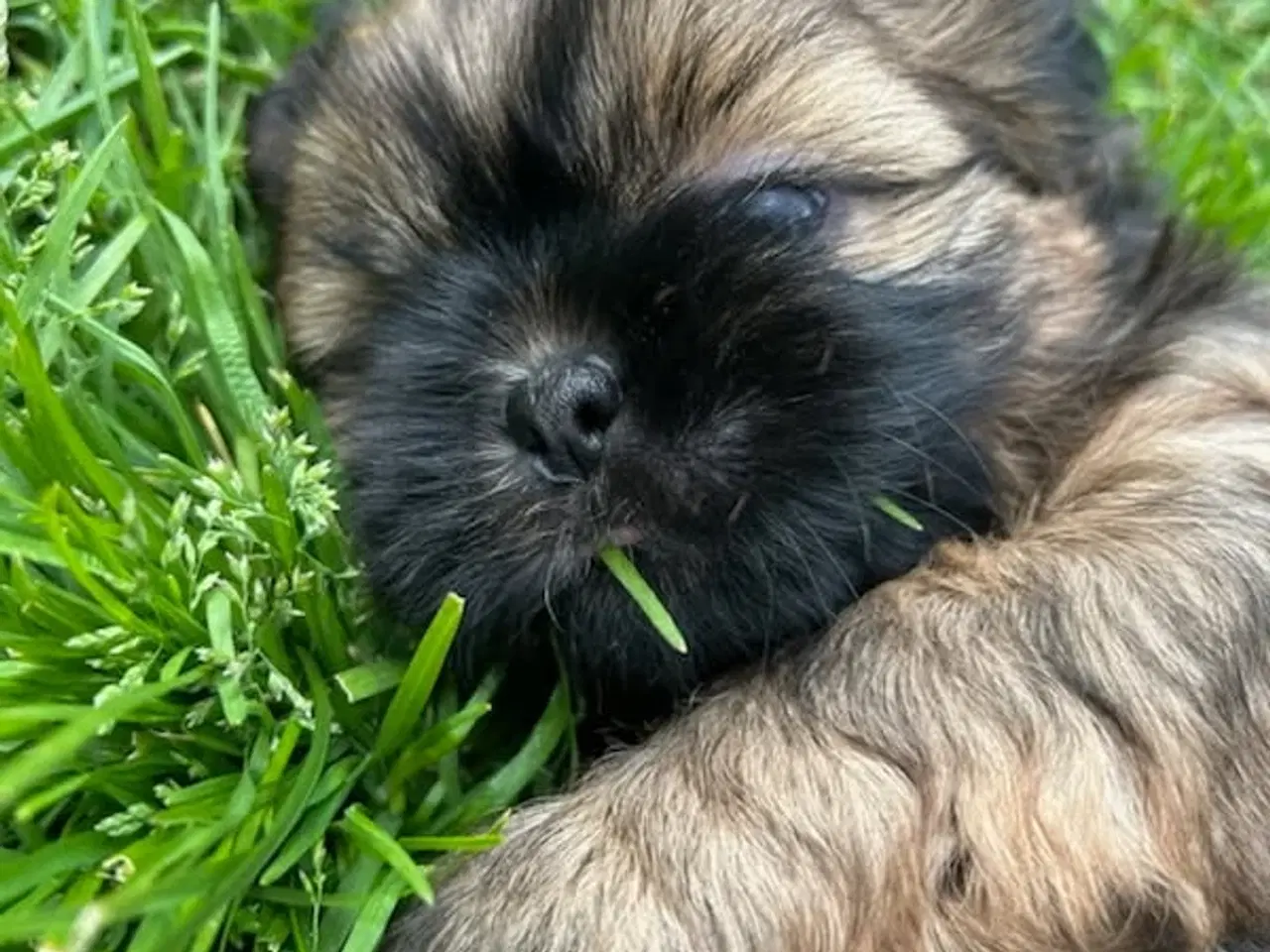 Billede 10 - Shih Tzu Vil du på date med mig