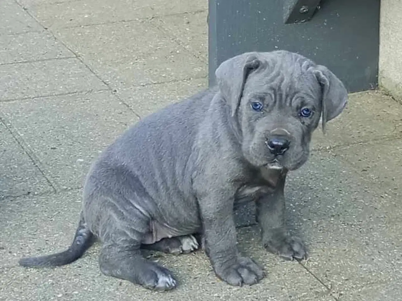 Billede 14 - Cane Corso Italiano hvalp 