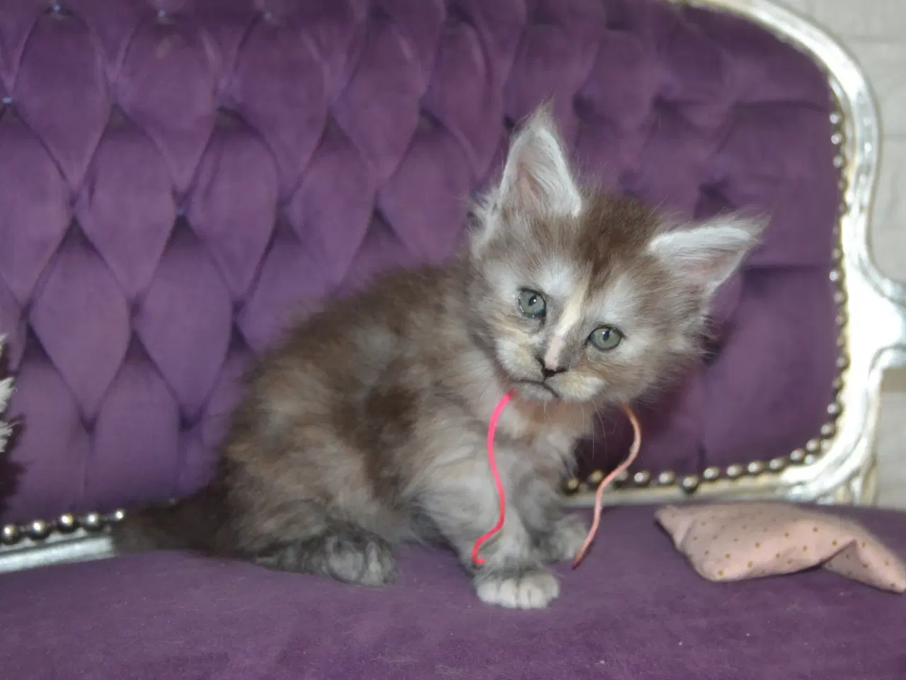 Billede 3 - Maine coon killinger m Stamtavle