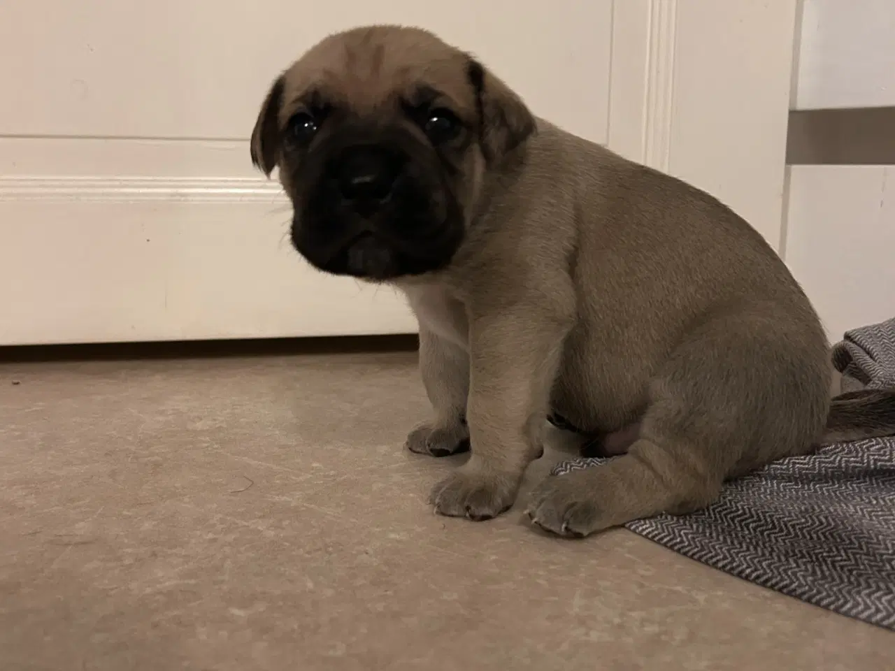 Billede 9 - Store, smukke og robuste Boxer/Mastiff hvalpe