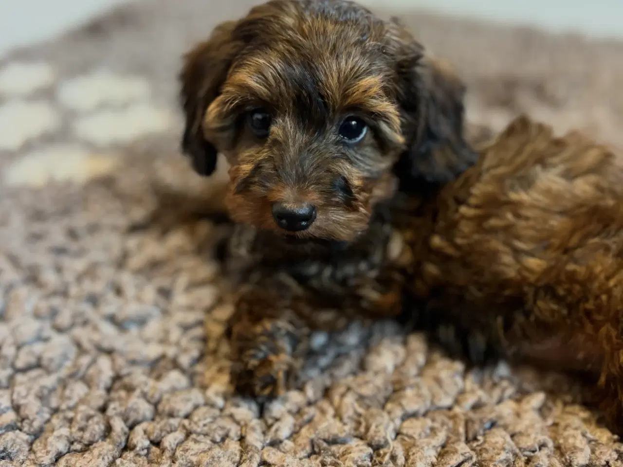 Billede 2 - Doxiepoo