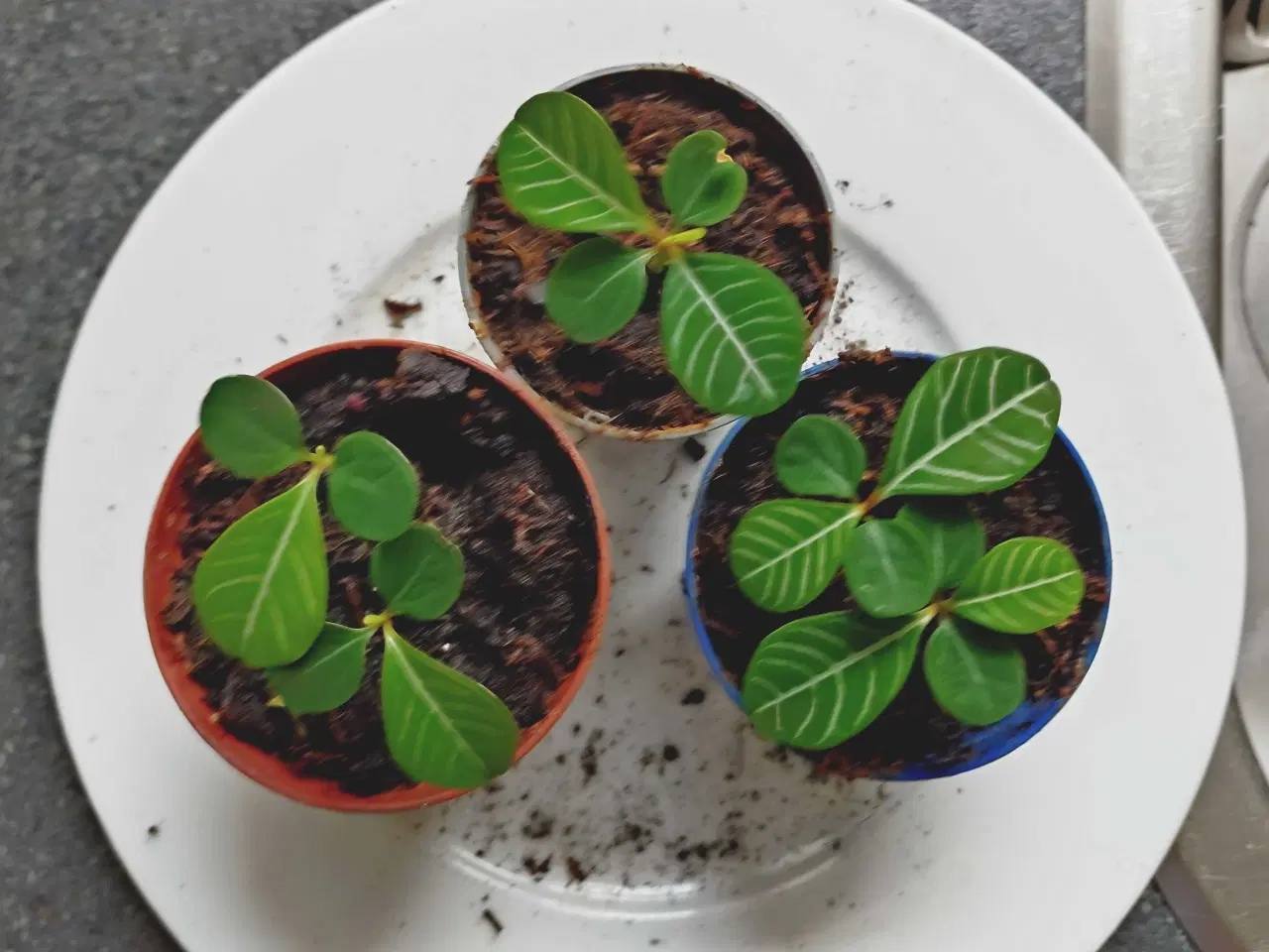 Billede 1 - Madagascars jewel stiklinger pr stk