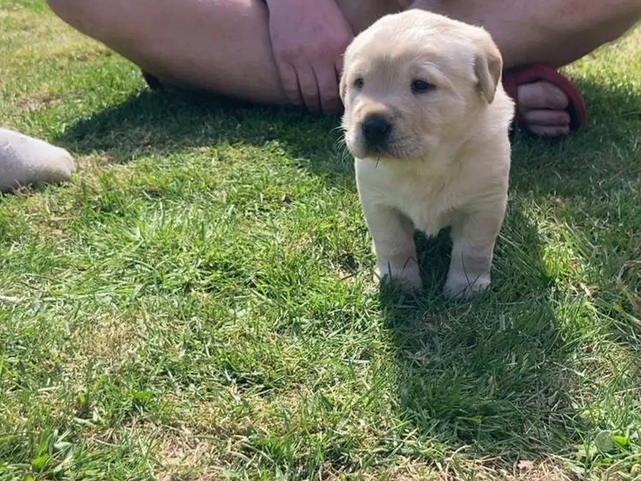 Billede 1 - Blandings Hvalpe 3/4 labrador 1/4 chow chow