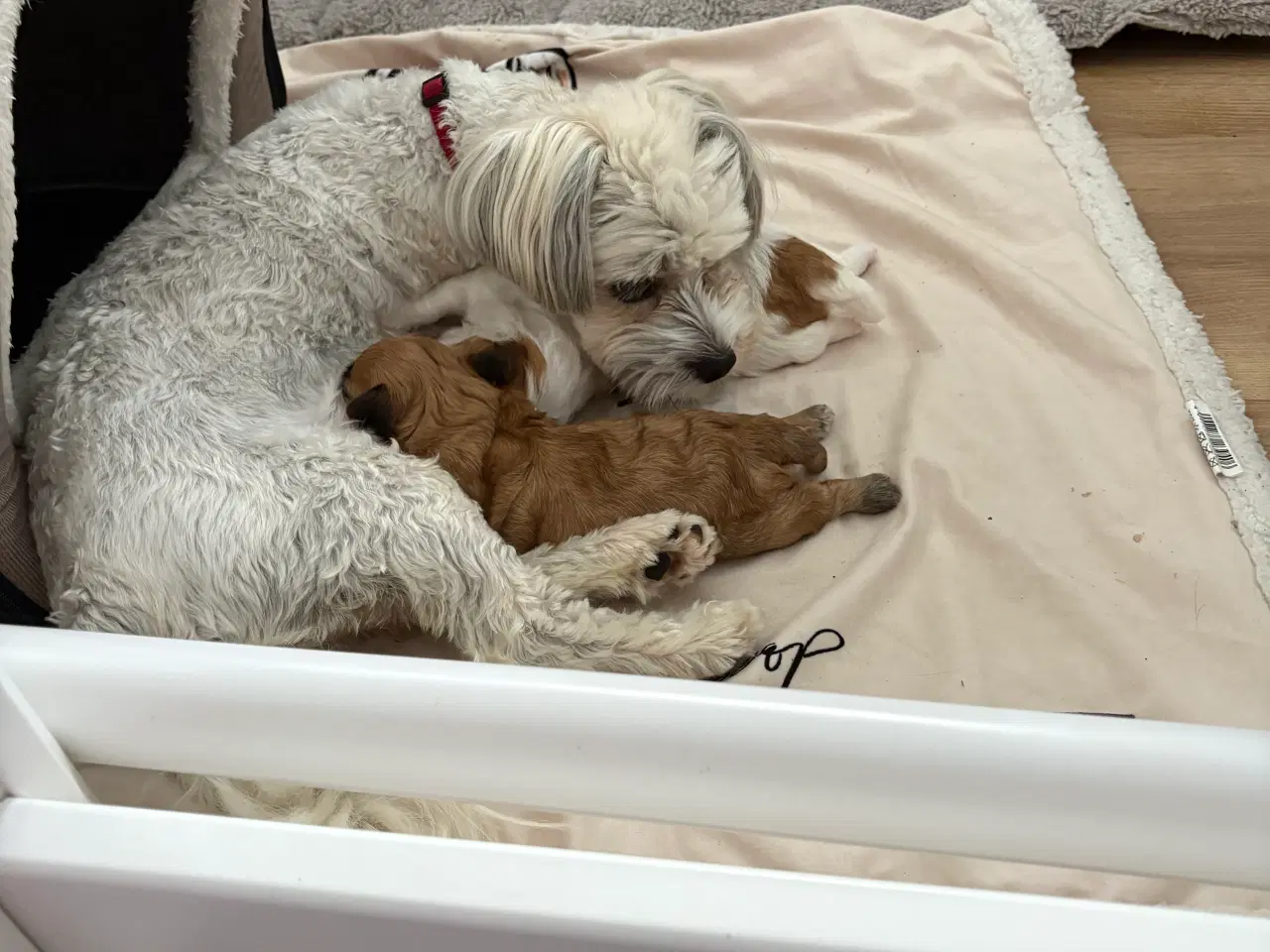 Billede 11 - Smukke Bichon Havanais