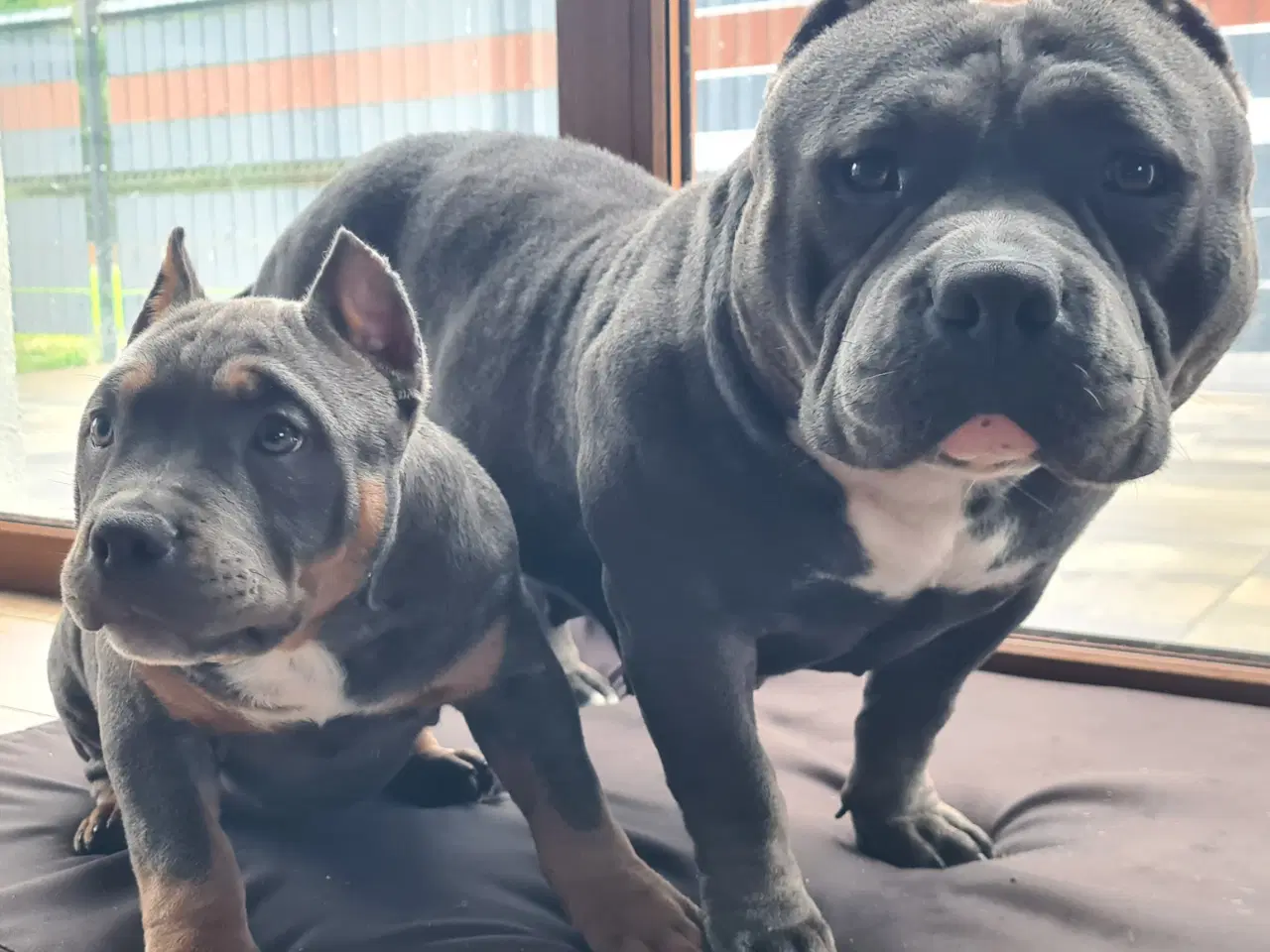Billede 3 - American Bully Tilbage Dreng BigDogsRomania