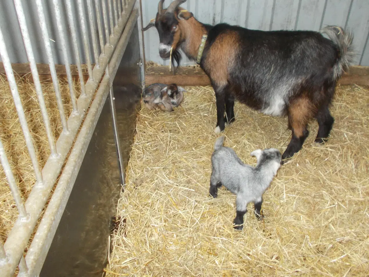 Billede 2 - afrikansk dværgged