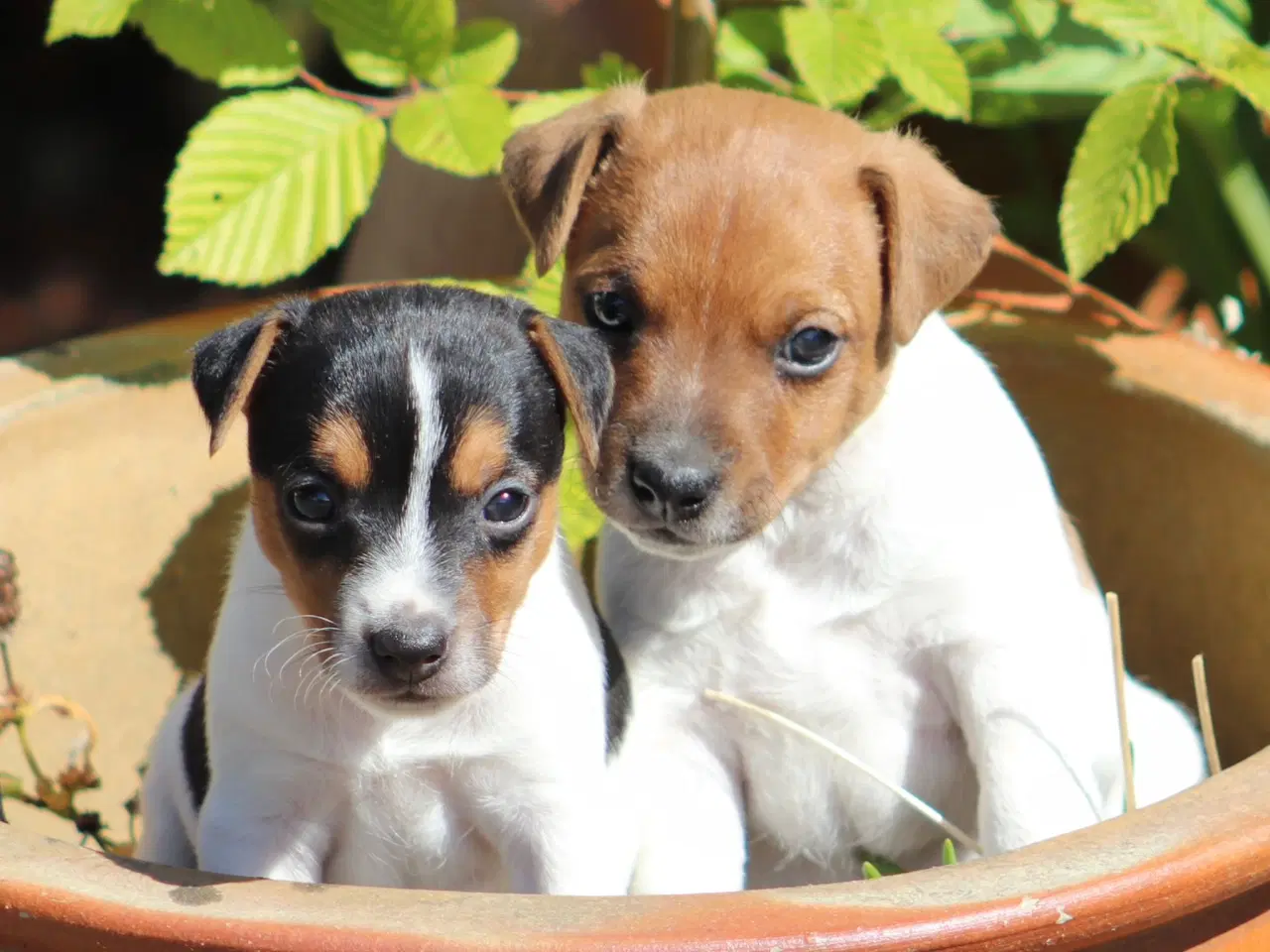 Billede 1 - Parson Jack Russell terrier hvalpe 