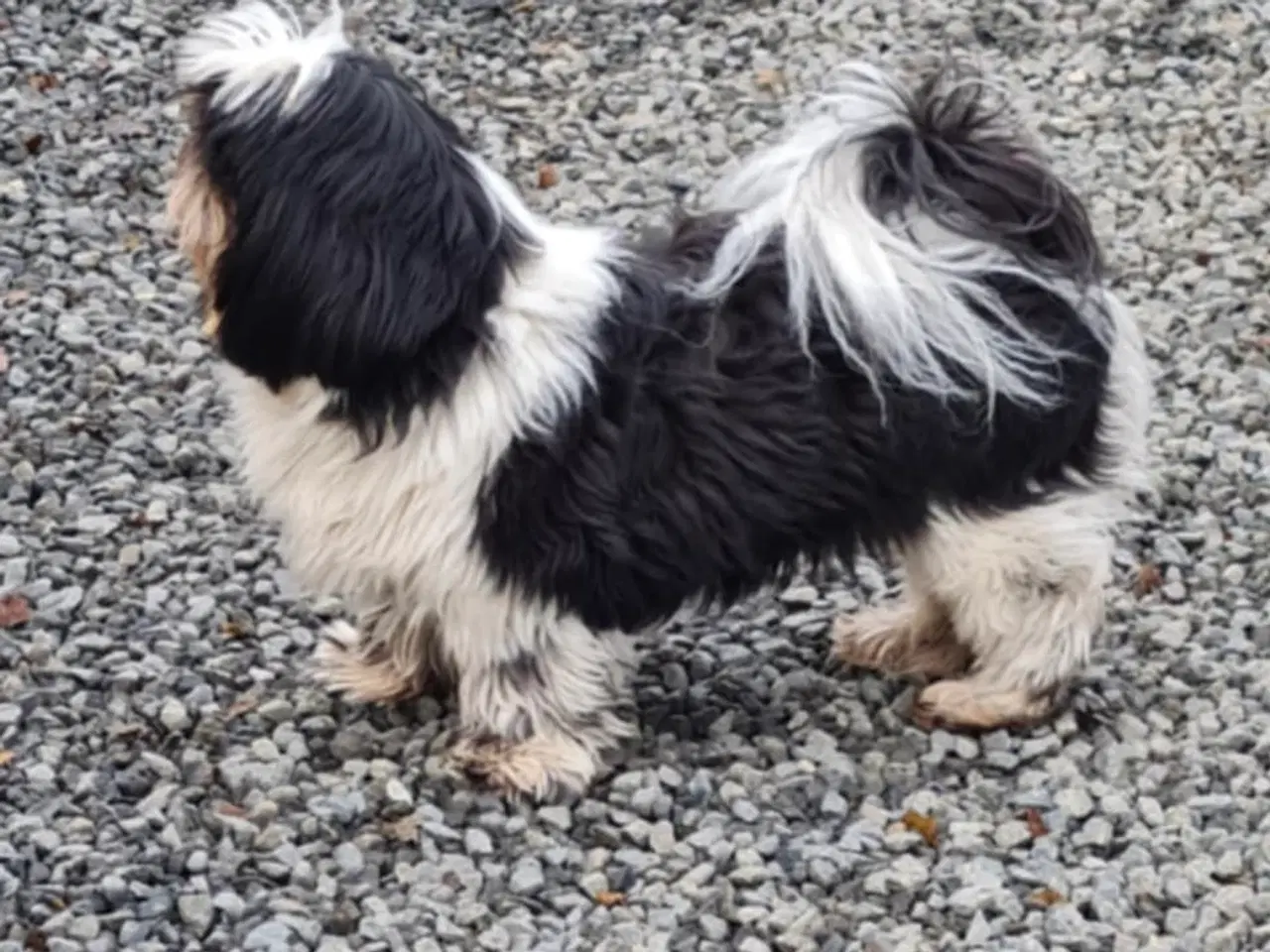 Billede 3 - Skøn Shih tzu han sælges
