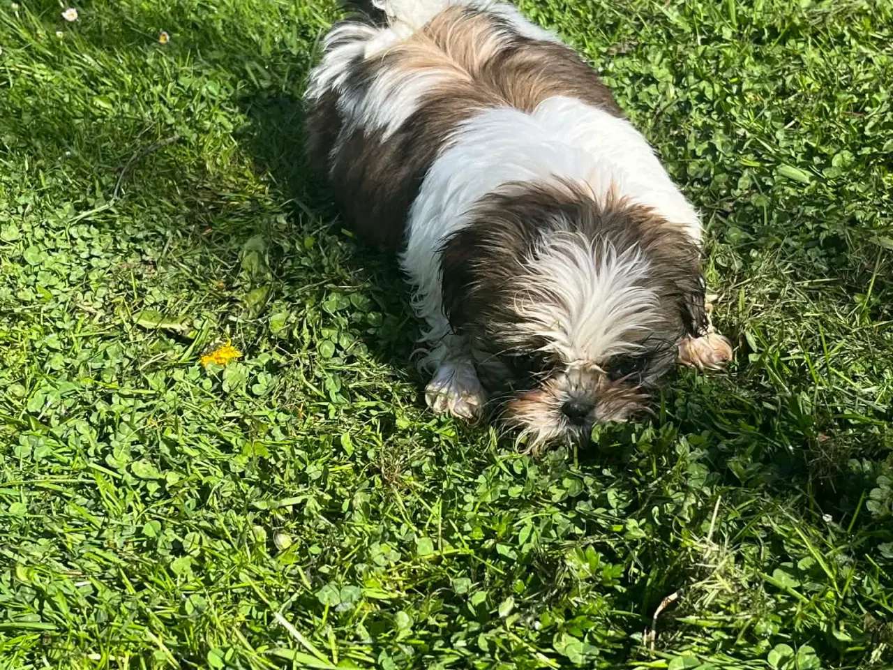 Billede 4 -  Shih Tzu hvalpe