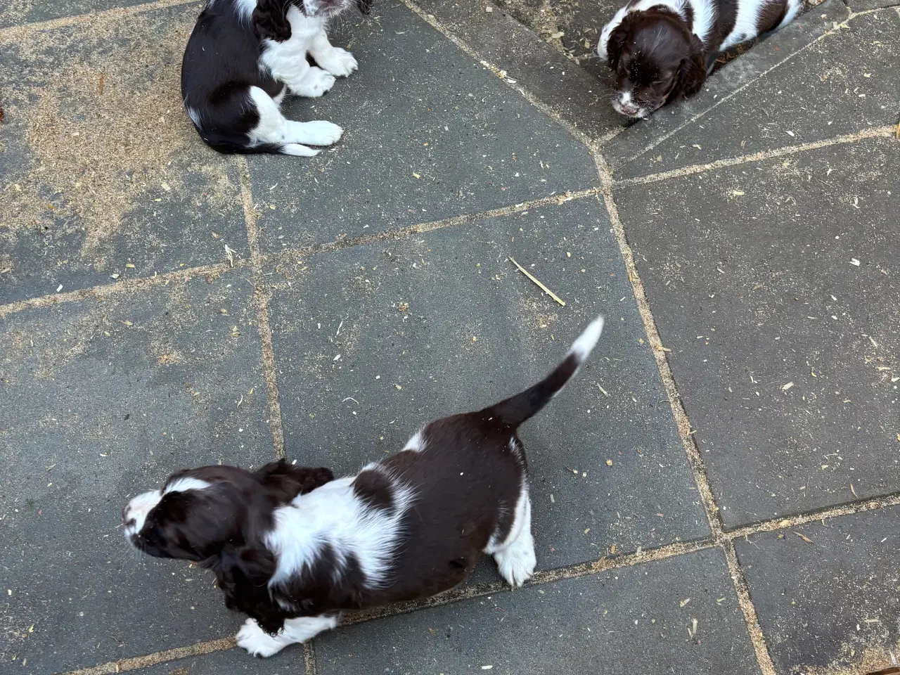 Billede 2 - Engelsk Springer Spaniels 