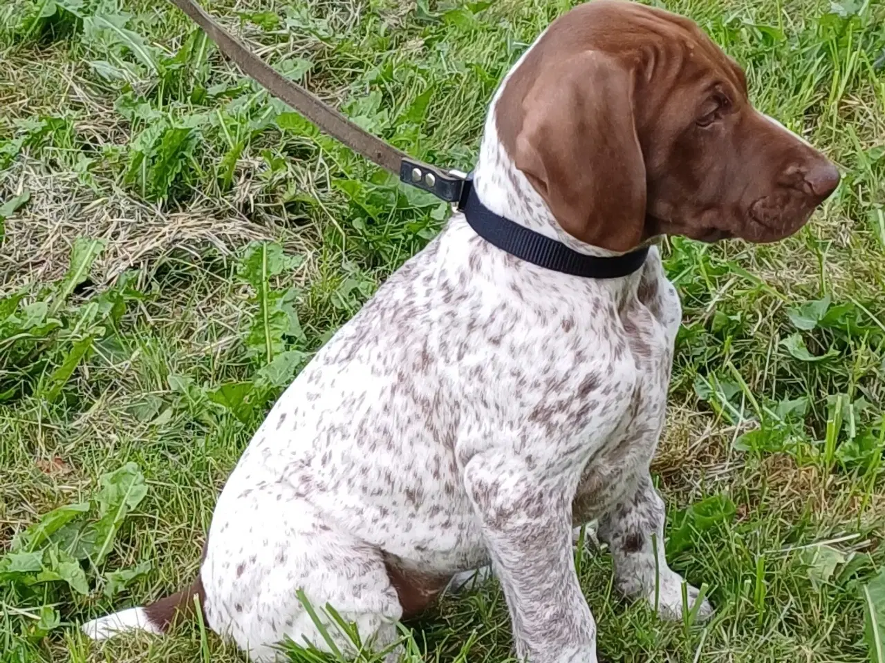 Billede 4 - Tysk korthhåret hønsehund