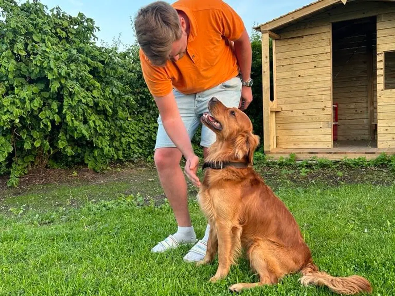 Billede 6 - Parring tilbydes. Gylden-mørk Golden Retriever