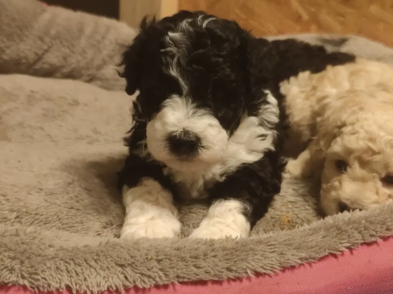 Billede 7 - Havapoo hvalpe