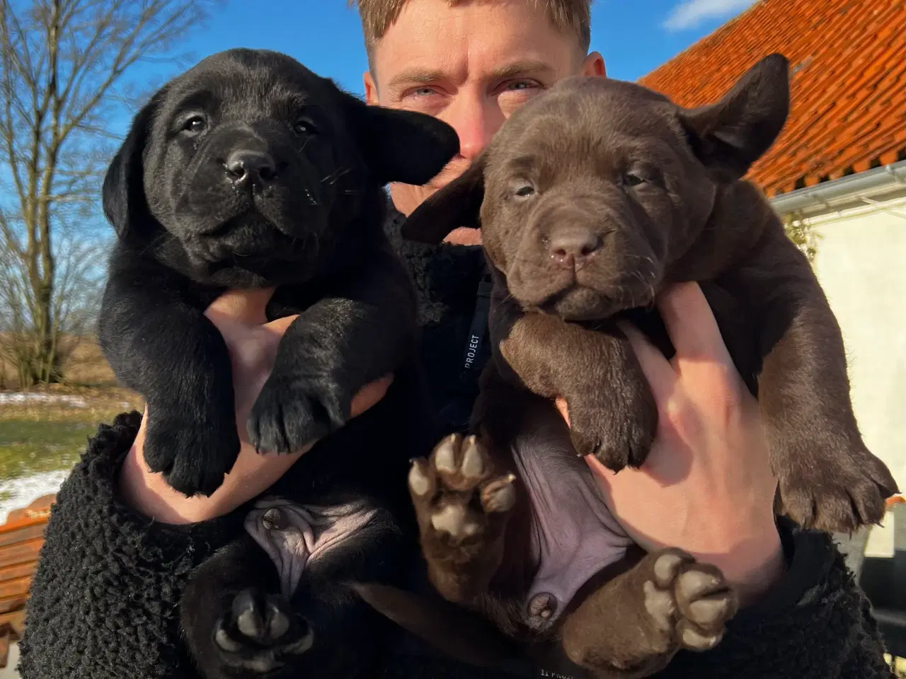 Billede 4 - Flotte labrador hvalpe