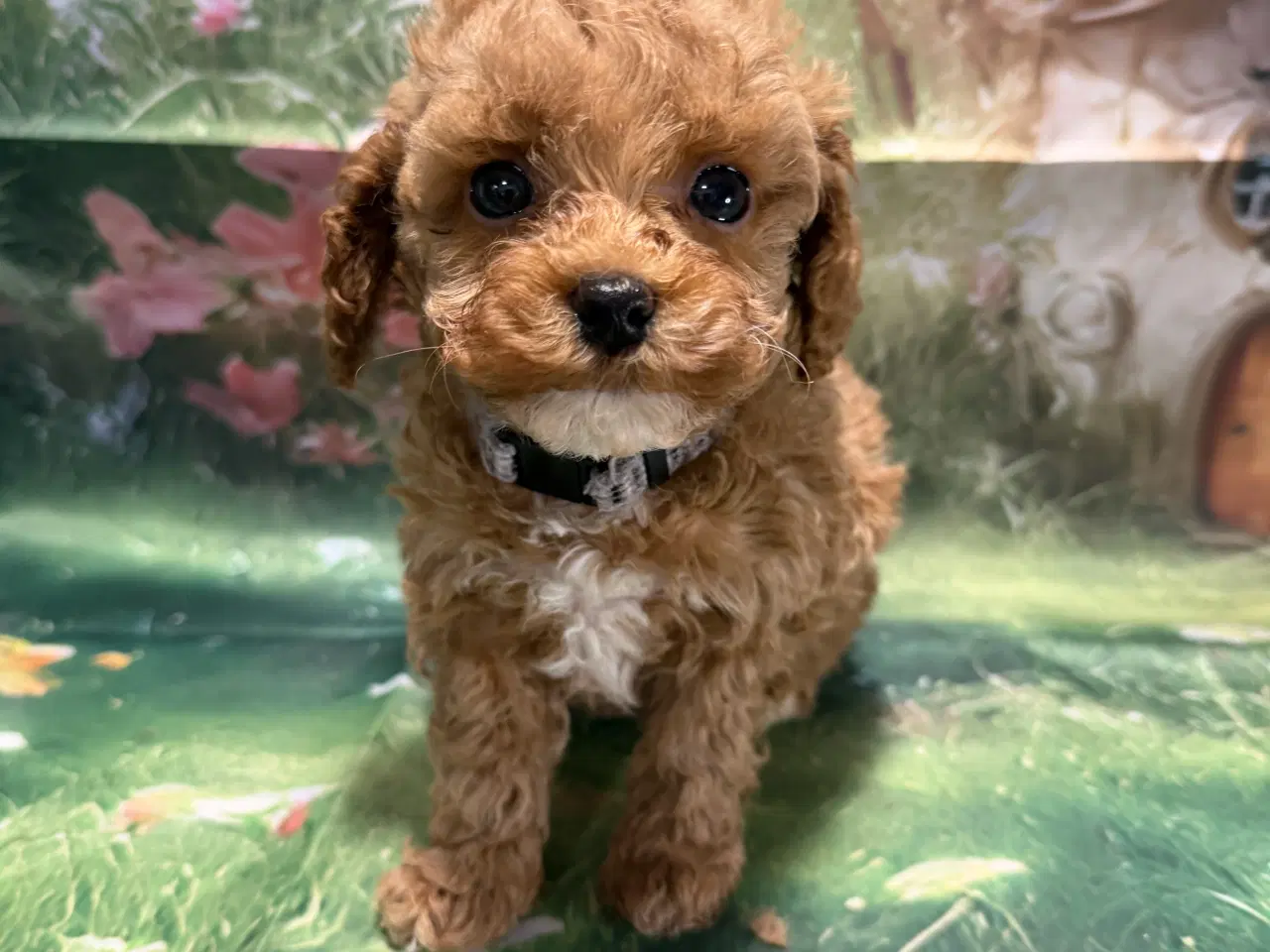 Billede 16 - 🐾maltipoo miniature 🩷februar 💙marts 🐾