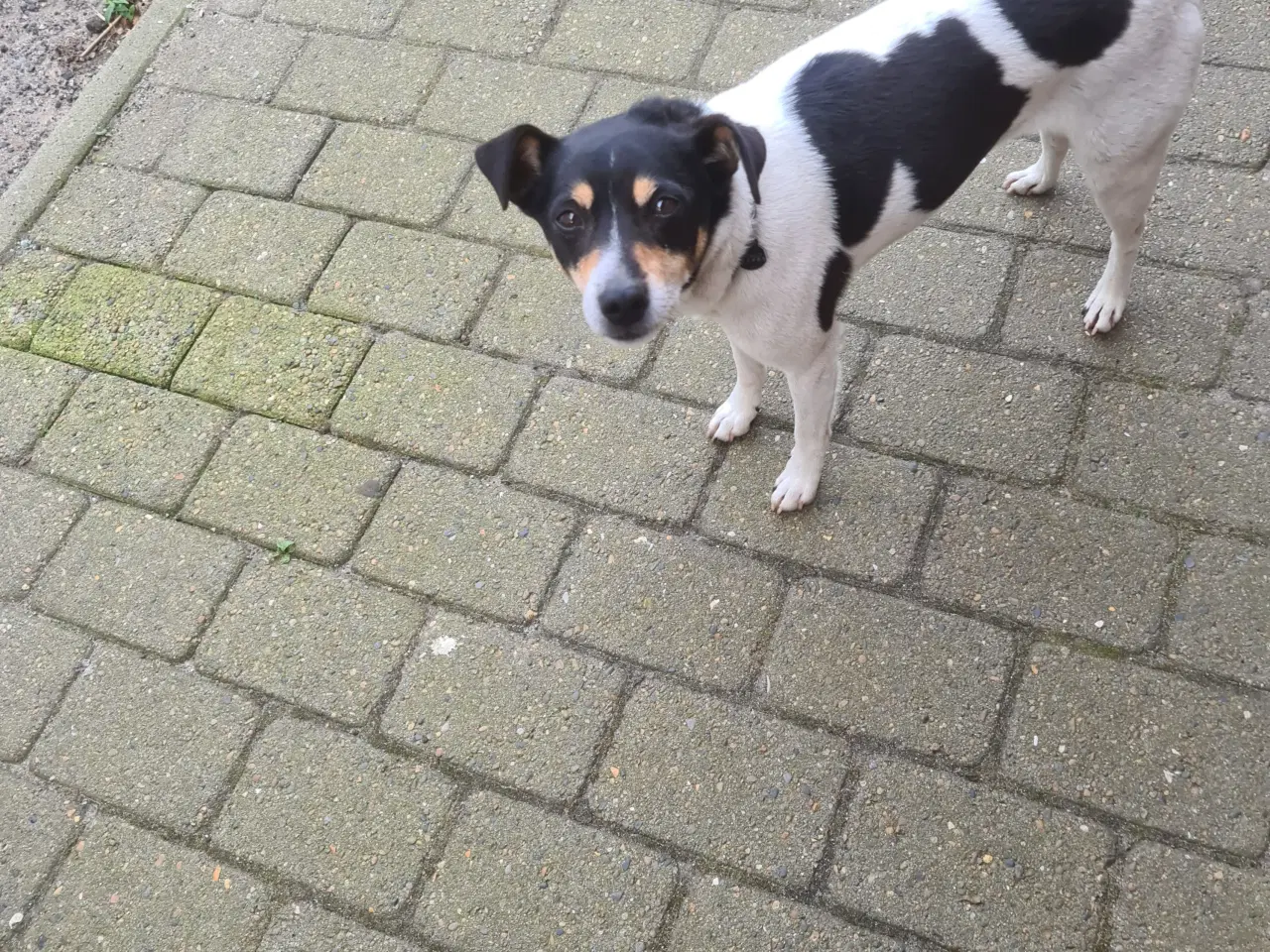 Billede 1 - Dansk svensk gårdhund 