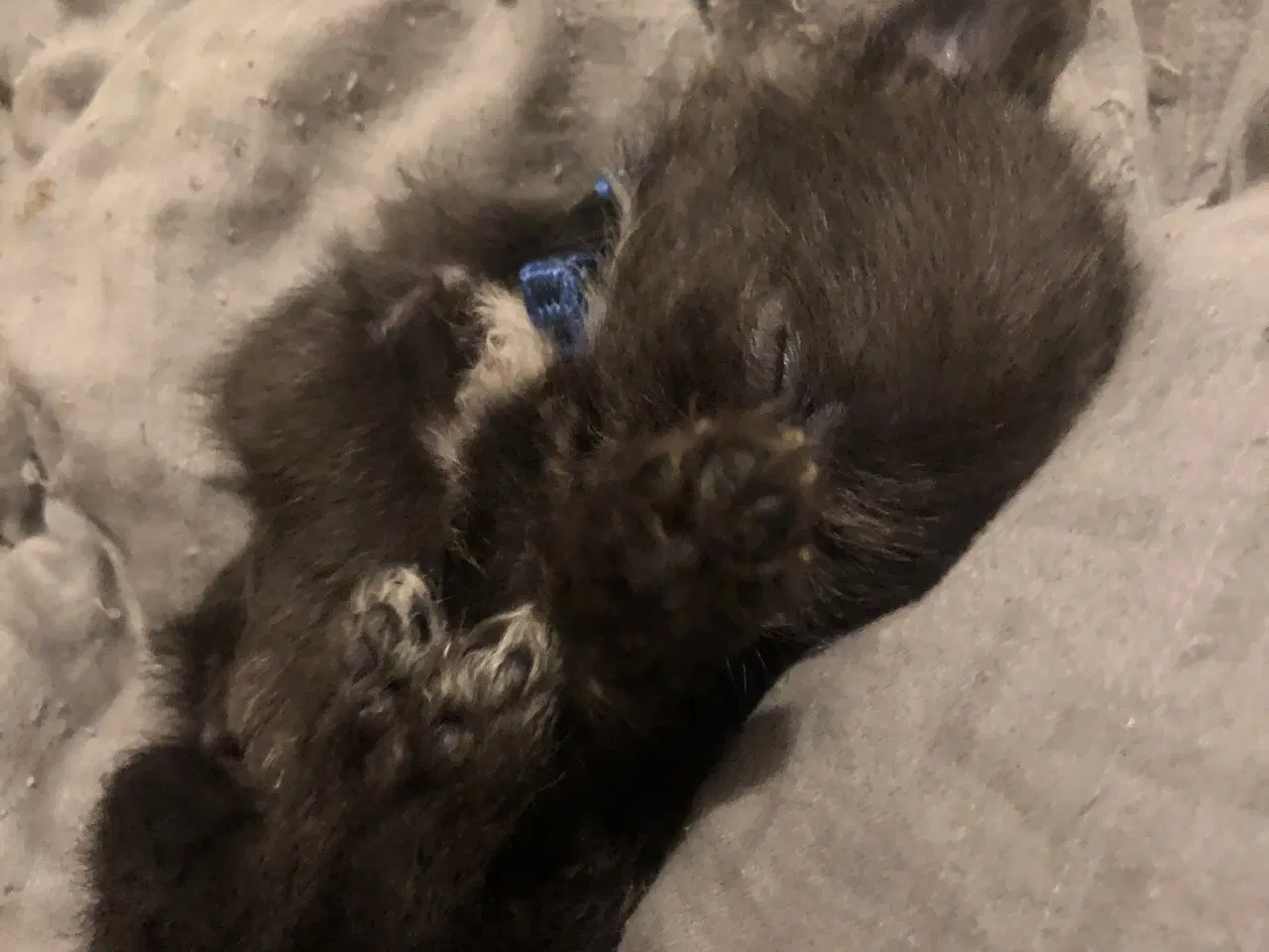 Billede 11 - Shih Tzu/ Chihuahua blanding piger