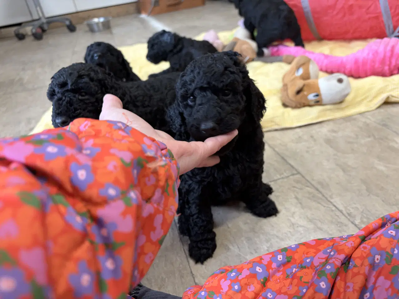 Billede 8 - Ægte mellem/ stor puddel babyer 