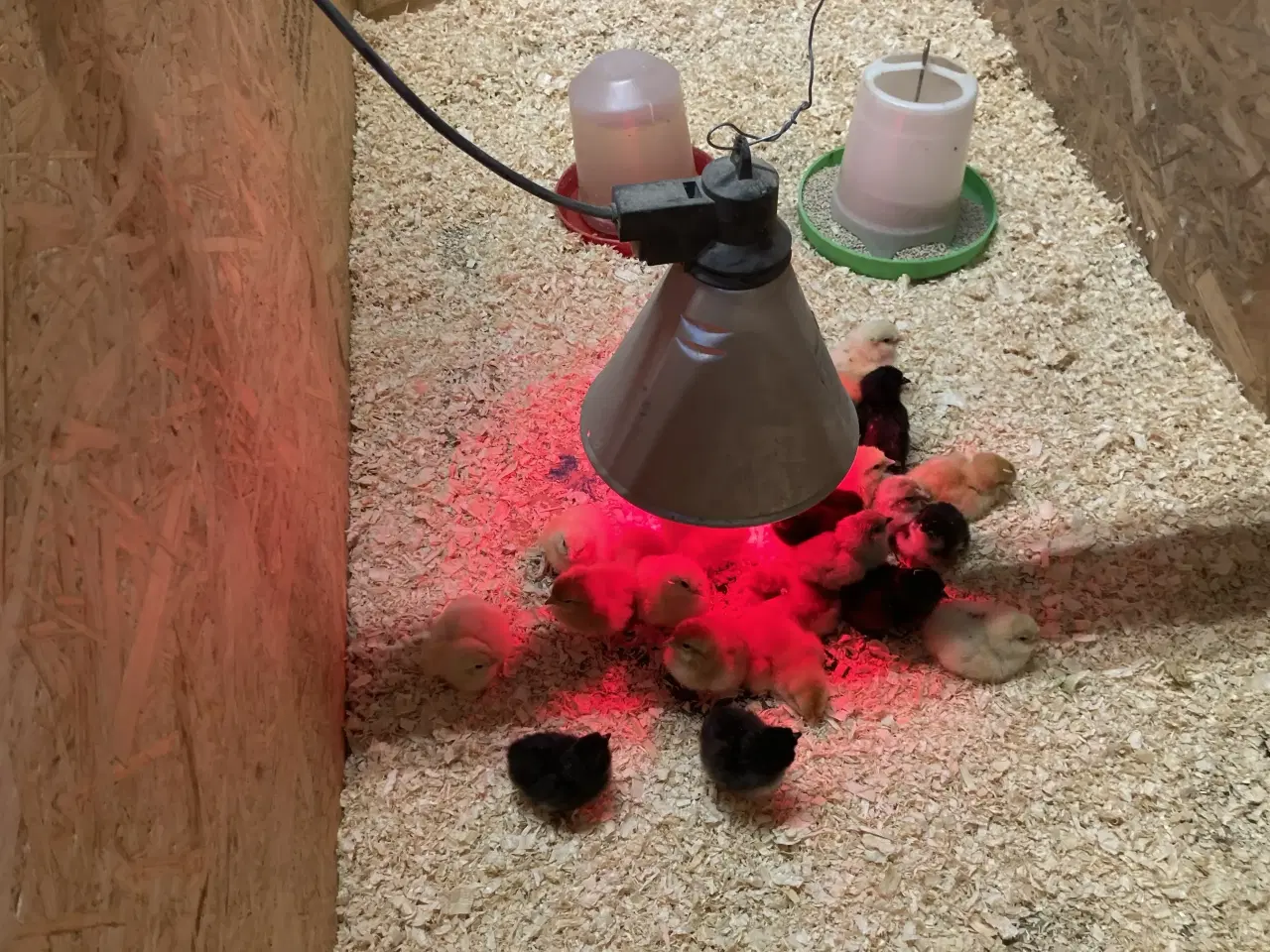 Billede 1 - Kyllinger fra racehøns