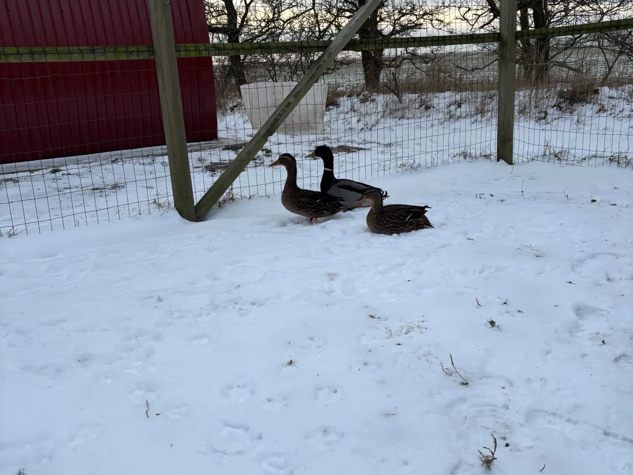 Billede 2 - Gråænder/vildænder