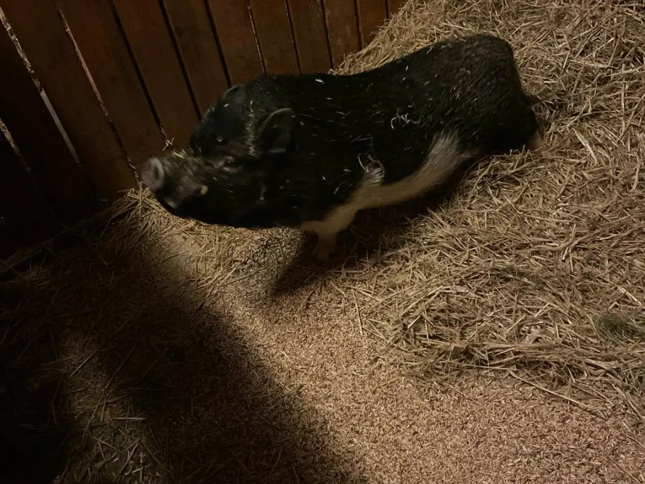 Billede 1 - minigris (orne)