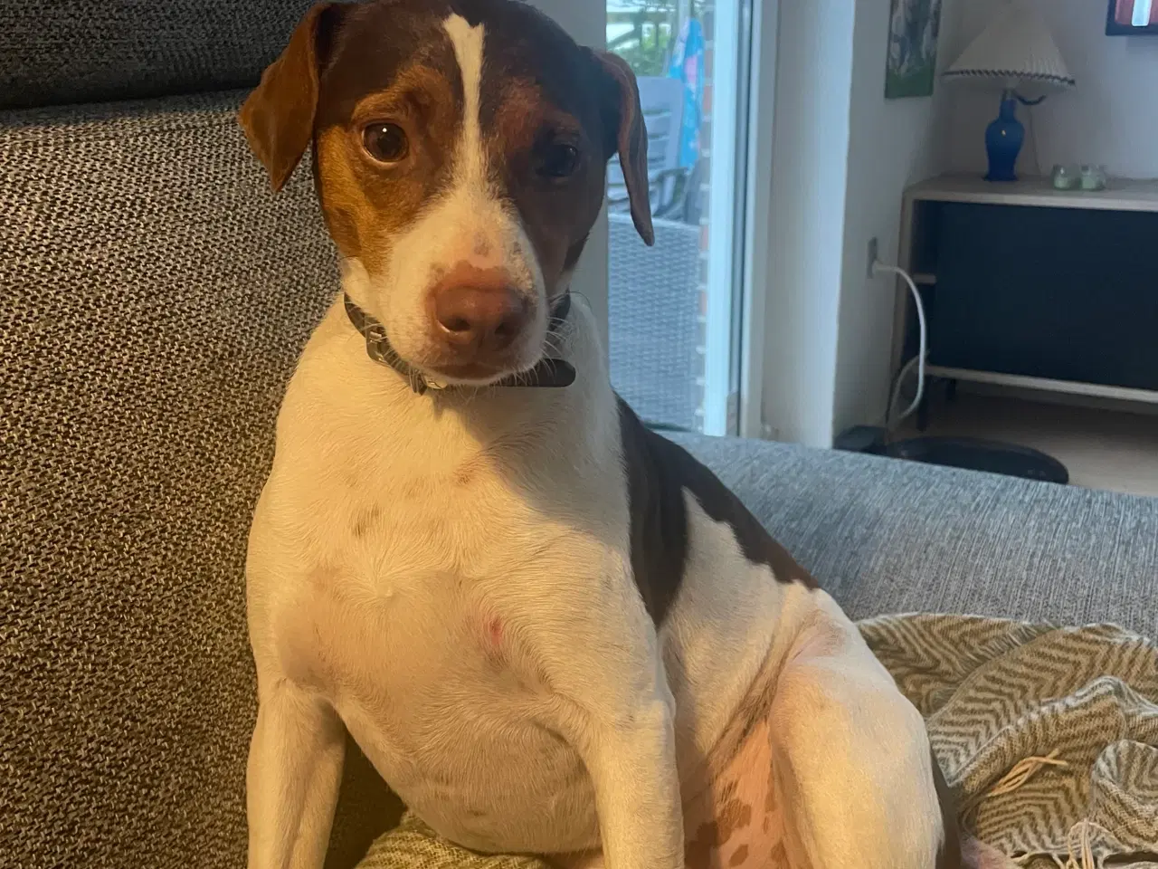 Billede 6 - Dansk svensk gårdhund