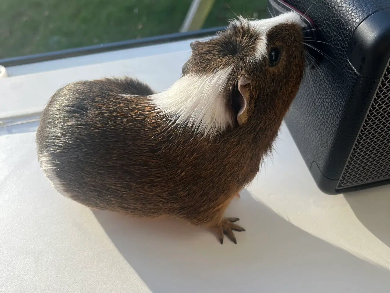 Billede 1 - Han marsvin til salg ( kan godt forhandle med pris