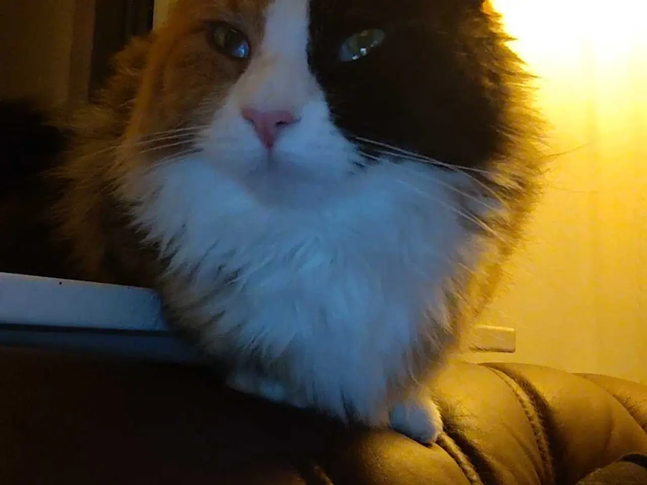 Billede 3 - Norsk Skovkat blanding søger nyt hjem 