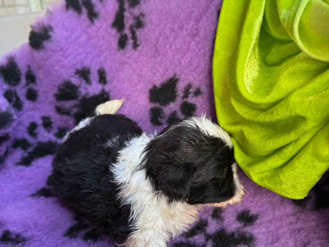 Billede 15 - Shih  tzu-mor/ Coton de Tulear-far
