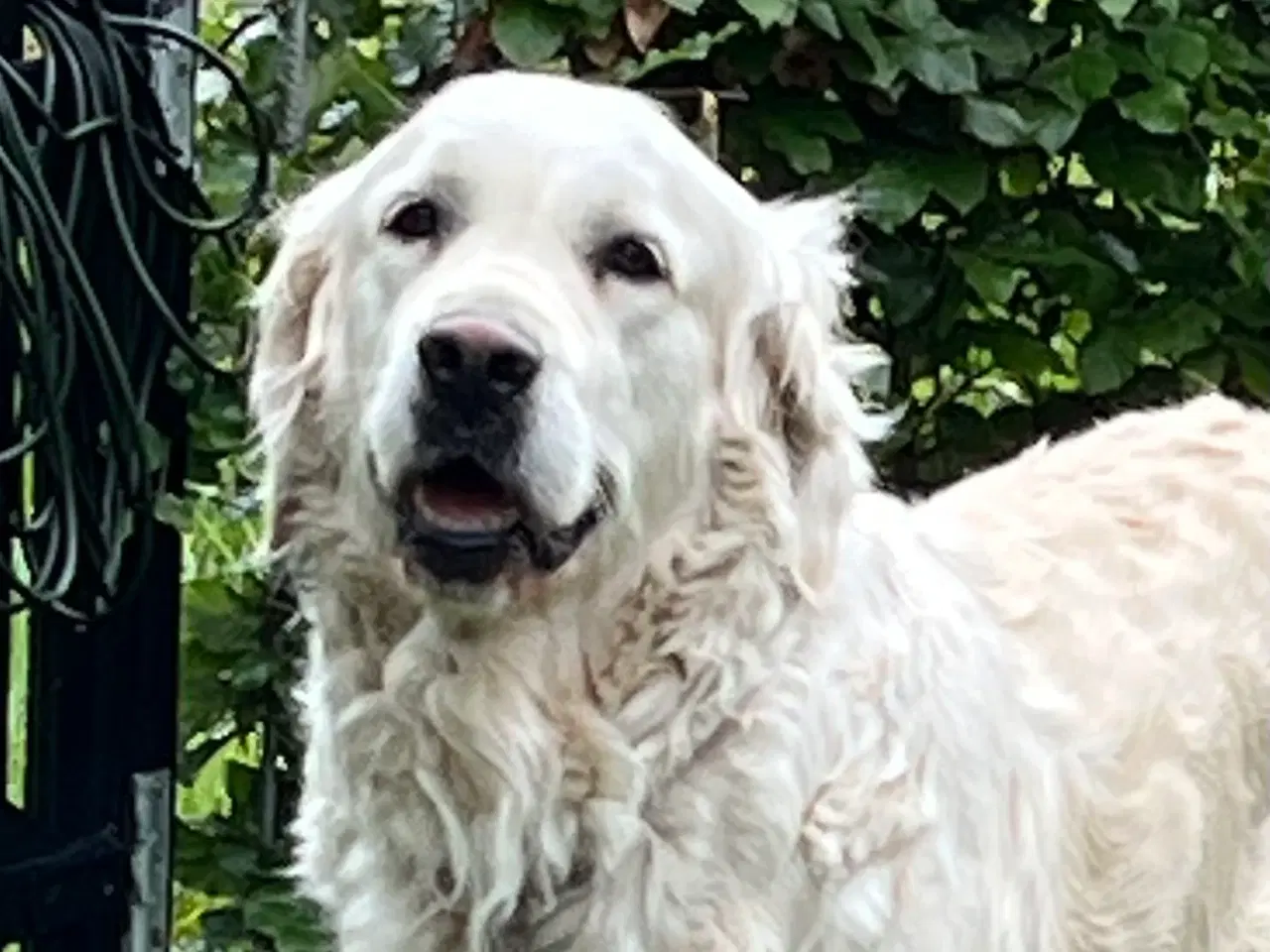 Billede 8 - Golden Retriever hvalpe